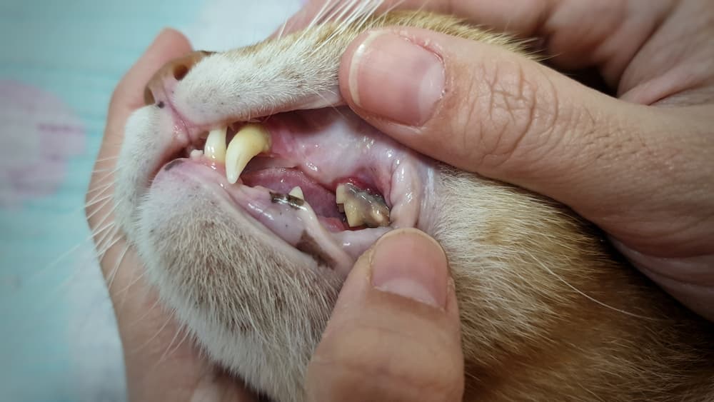Cat Dental Check